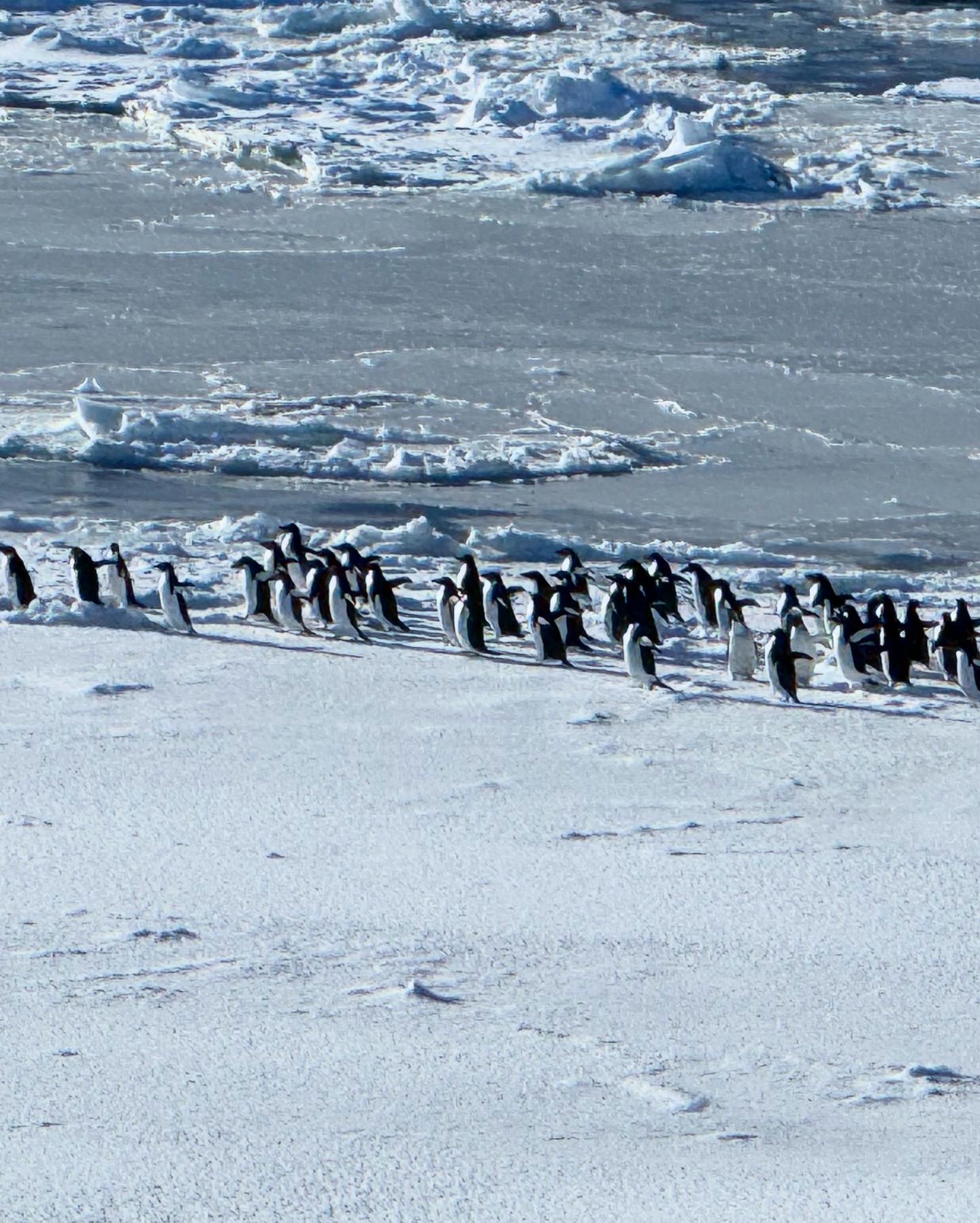 Penguins