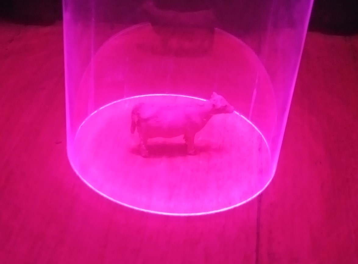 The cow!